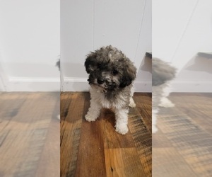 ShihPoo Puppy for sale in INDIANAPOLIS, IN, USA