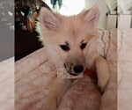 Small Photo #84 Pomsky Puppy For Sale in LOVELAND, CO, USA
