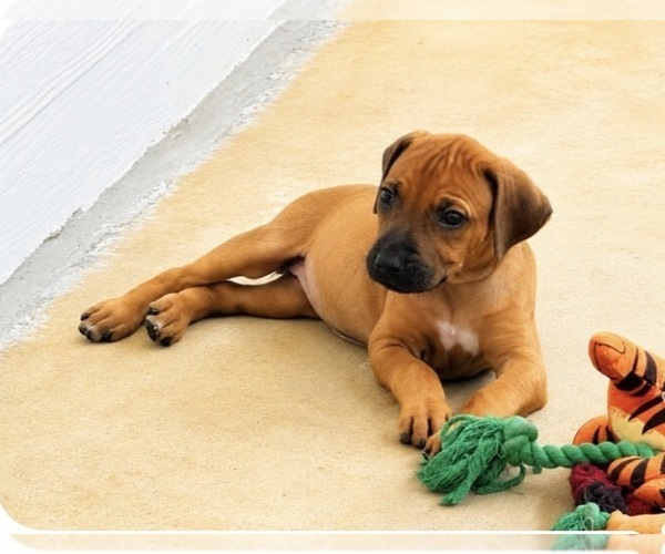 Medium Photo #27 Rhodesian Ridgeback Puppy For Sale in MADISON, GA, USA