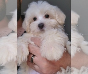 Maltese Puppy for sale in WEST PALM BEACH, FL, USA