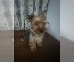 Small #21 Yorkshire Terrier