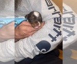 Small #25 Yorkshire Terrier