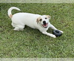 Small #6 Jackshund