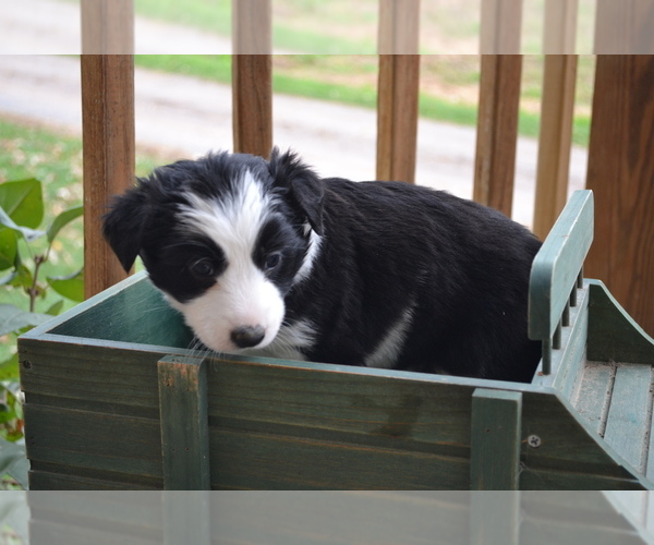 Medium Photo #1 Border Collie Puppy For Sale in GREENWOOD, WI, USA