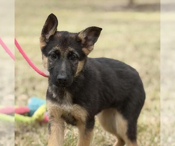 Medium Photo #3 German Shepherd Dog-Unknown Mix Puppy For Sale in Yardley, PA, USA