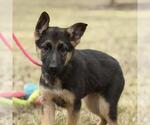Small #2 German Shepherd Dog Mix