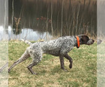 Small Photo #1 German Shorthaired Pointer Puppy For Sale in WEST GLOVER, VT, USA