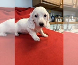 Dachshund Puppy for Sale in ASHLAND, Nebraska USA