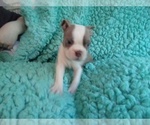 Small Photo #1 Boston Terrier Puppy For Sale in LAUREL, MS, USA