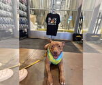 Small #8 American Pit Bull Terrier Mix