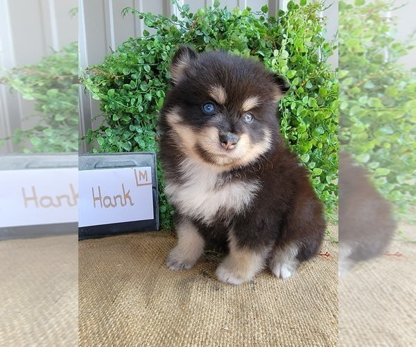Medium Photo #7 Pomsky Puppy For Sale in BELLEVUE, IA, USA