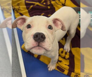 American Pit Bull Terrier-Unknown Mix Dogs for adoption in Waterford, VA, USA