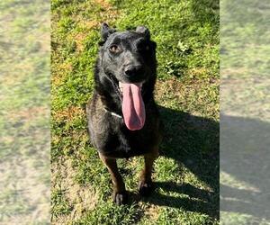 Mutt Dogs for adoption in Riverside, CA, USA