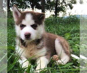 Siberian Husky Puppy for sale in DRY RUN, PA, USA