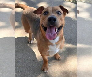 Basset Hound-Unknown Mix Dogs for adoption in Canton, CT, USA