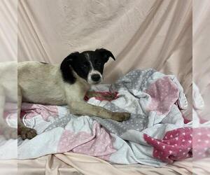 Border Collie Dogs for adoption in Modesto, CA, USA