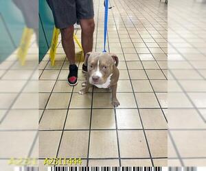 American Pit Bull Terrier Dogs for adoption in West Palm Beach, FL, USA