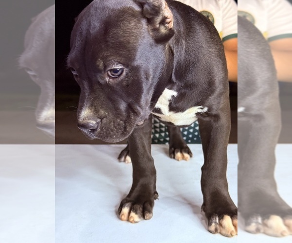 Medium Photo #3 American Bully Puppy For Sale in LOCUST, NC, USA