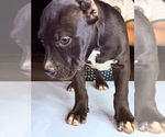 Small #1 American Bully
