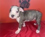 Small Photo #19 American Pit Bull Terrier Puppy For Sale in TRENTON, NJ, USA