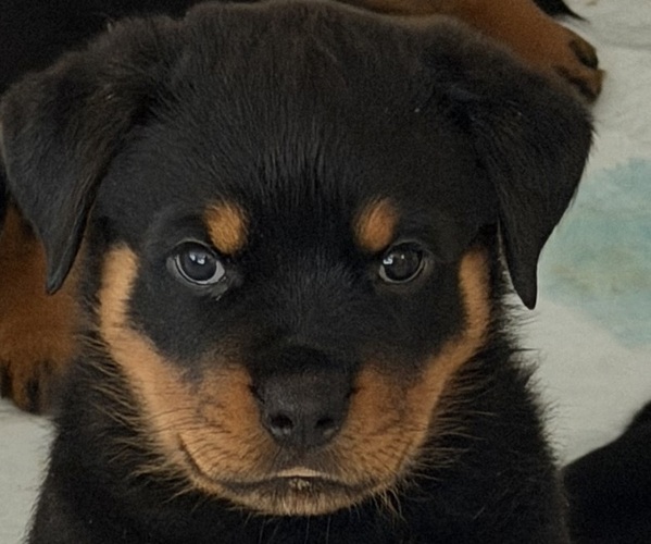 Medium Photo #1 Rottweiler Puppy For Sale in WORTH, IL, USA