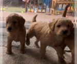 Small Photo #5 Labradoodle Puppy For Sale in DENVER, CO, USA