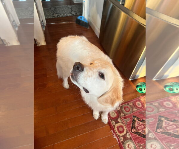 Medium Photo #3 Great Pyrenees Puppy For Sale in Wheaton, IL, USA