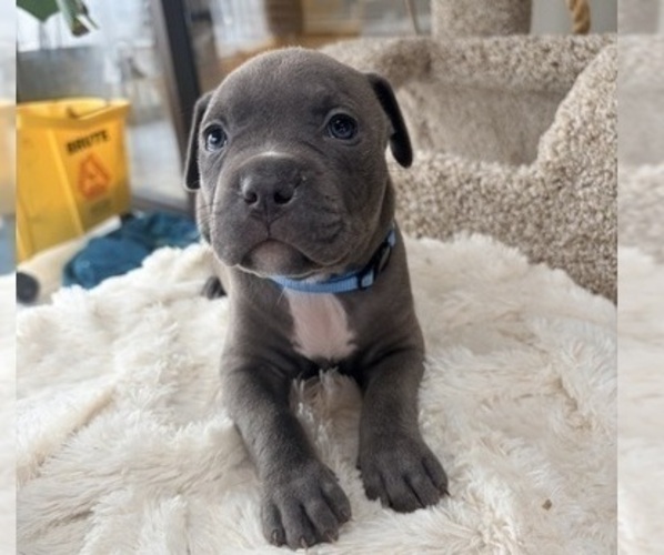 Medium Photo #3 American Pit Bull Terrier Puppy For Sale in ORANGE, NJ, USA