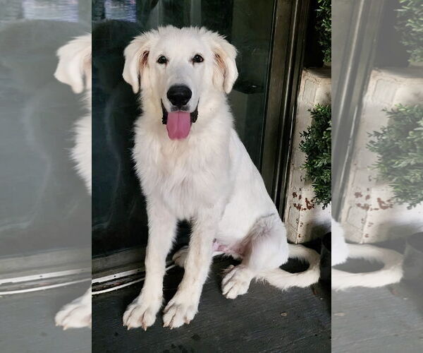 Medium Photo #5 Great Pyredane Puppy For Sale in Spring, TX, USA