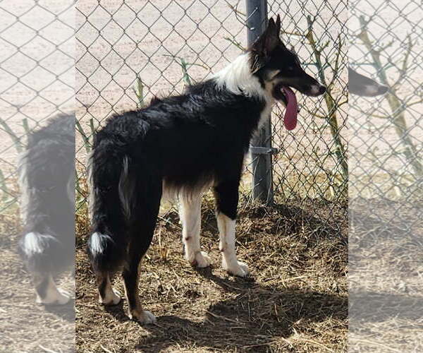Medium Photo #1 Mutt Puppy For Sale in Amarillo, TX, USA