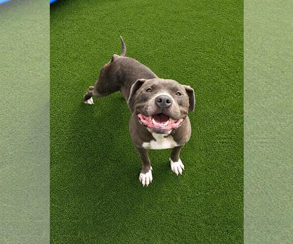 Medium Photo #13 Olde Bulldog Puppy For Sale in Rockwall, TX, USA