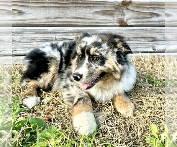 Medium Photo #1 Australian Shepherd Puppy For Sale in ORLANDO, FL, USA
