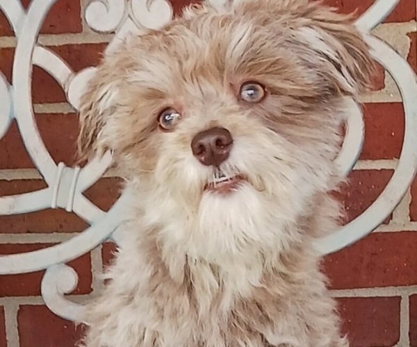 Medium Photo #1 Havanese Puppy For Sale in WINSTON SALEM, NC, USA