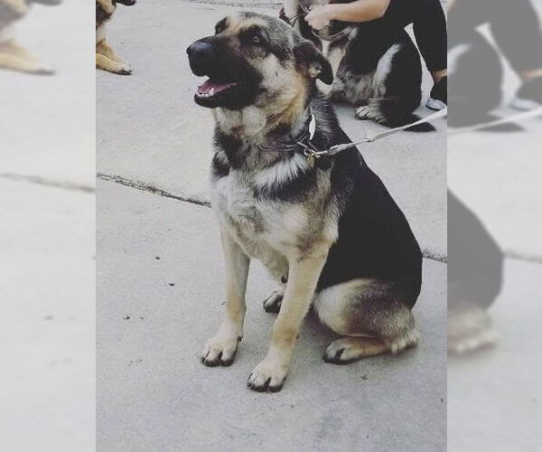 Medium Photo #1 German Shepherd Dog Puppy For Sale in San Antonio, TX, USA