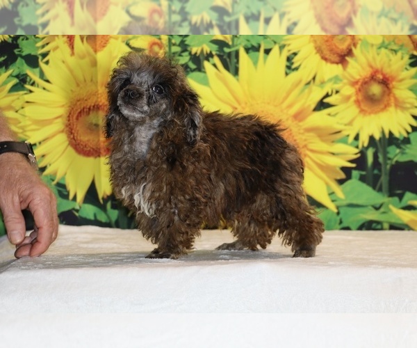 Medium Photo #4 Poodle (Toy) Puppy For Sale in DYERSBURG, TN, USA