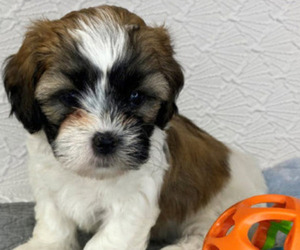 Zuchon Puppy for sale in HOHENWALD, TN, USA