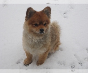 Pomeranian Puppy for sale in EAGLE, ID, USA
