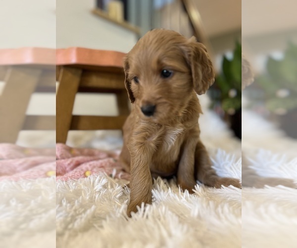 Medium Photo #4 Goldendoodle Puppy For Sale in PLACERVILLE, CA, USA