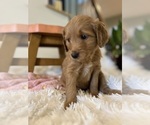 Small Photo #4 Goldendoodle Puppy For Sale in PLACERVILLE, CA, USA