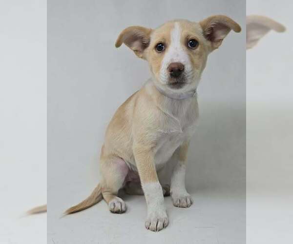 Medium Photo #1 Basenji-Labrador Retriever Mix Puppy For Sale in Brewster, NY, USA