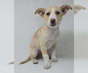 Basenji-Labrador Retriever Mix Dogs for adoption in Brewster, NY, USA