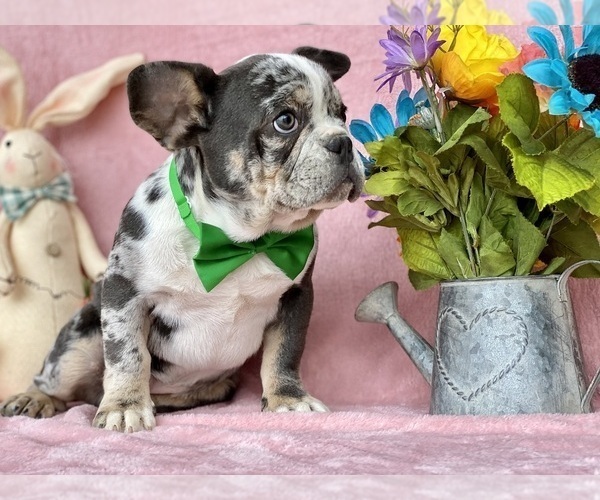 Medium Photo #3 French Bulldog Puppy For Sale in RISING SUN, MD, USA
