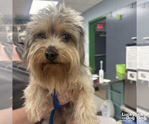 Mutt Dogs for adoption in Washington, DC, USA