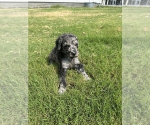 Poodle (Standard) Puppy for Sale in GRANITEVILLE, South Carolina USA