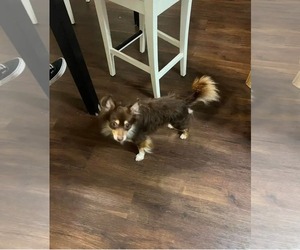 Chihuahua Dogs for adoption in Rosenberg, TX, USA