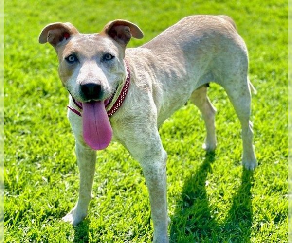 Medium Photo #1 American Staffordshire Terrier-Unknown Mix Puppy For Sale in San Juan Capistrano, CA, USA