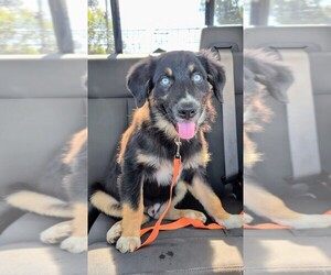 Australian Shepherd Puppy for sale in SOUTH HILL, VA, USA