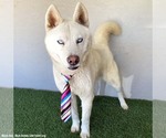 Small Photo #4 Siberian Husky-Unknown Mix Puppy For Sale in San Diego, CA, USA
