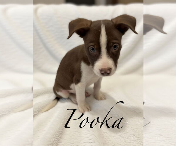 Medium Photo #1 Aussie Siberian Puppy For Sale in Hillsboro, MO, USA