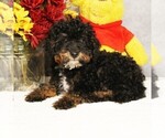 Puppy Cocoa Bernedoodle (Miniature)